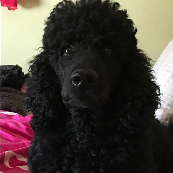 Meet your Posher, Ronda - Picture 4 of 8